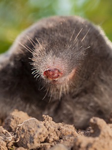 South Carolina mole trapping
